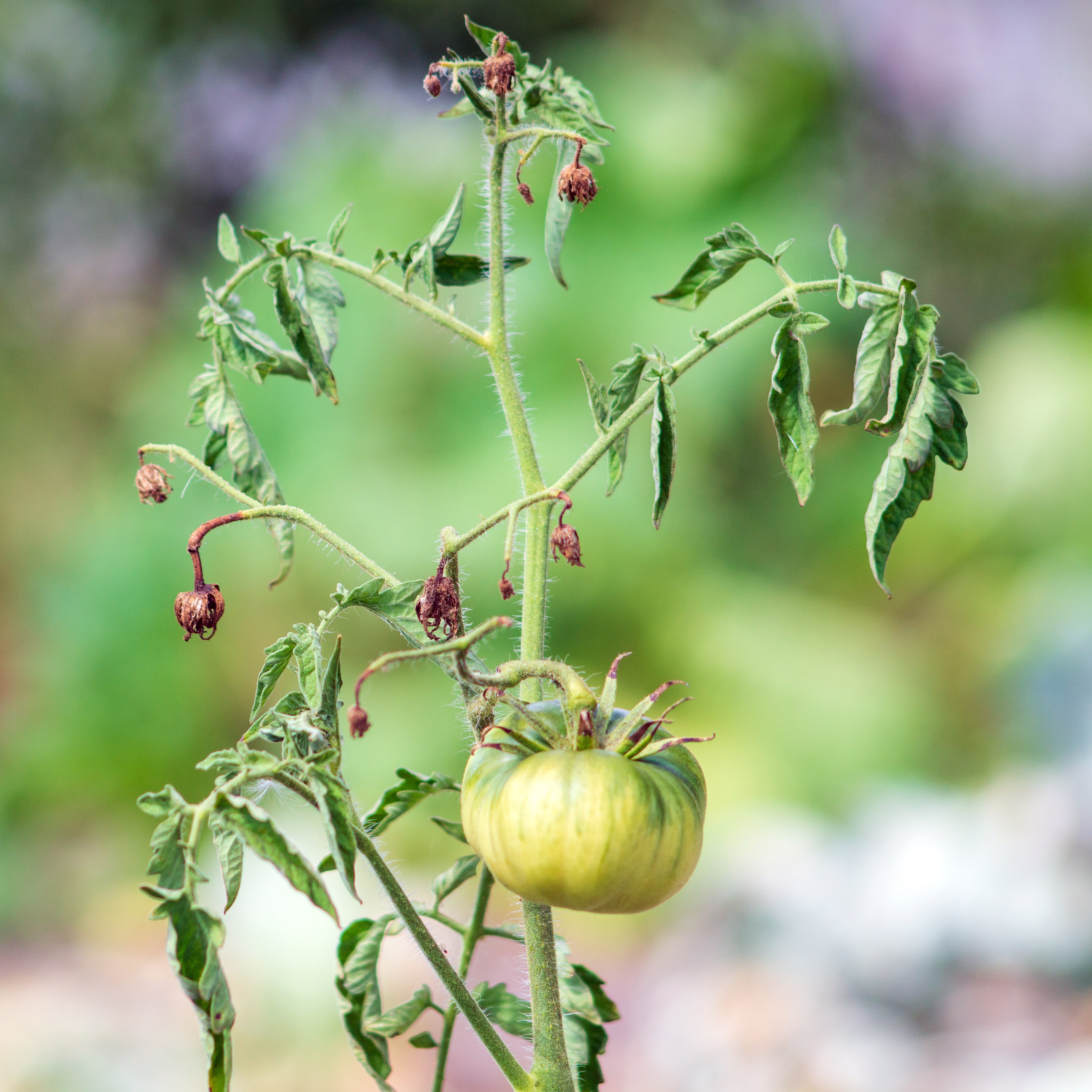 afbeelding van tomaten met kroeskoppen - Aveve