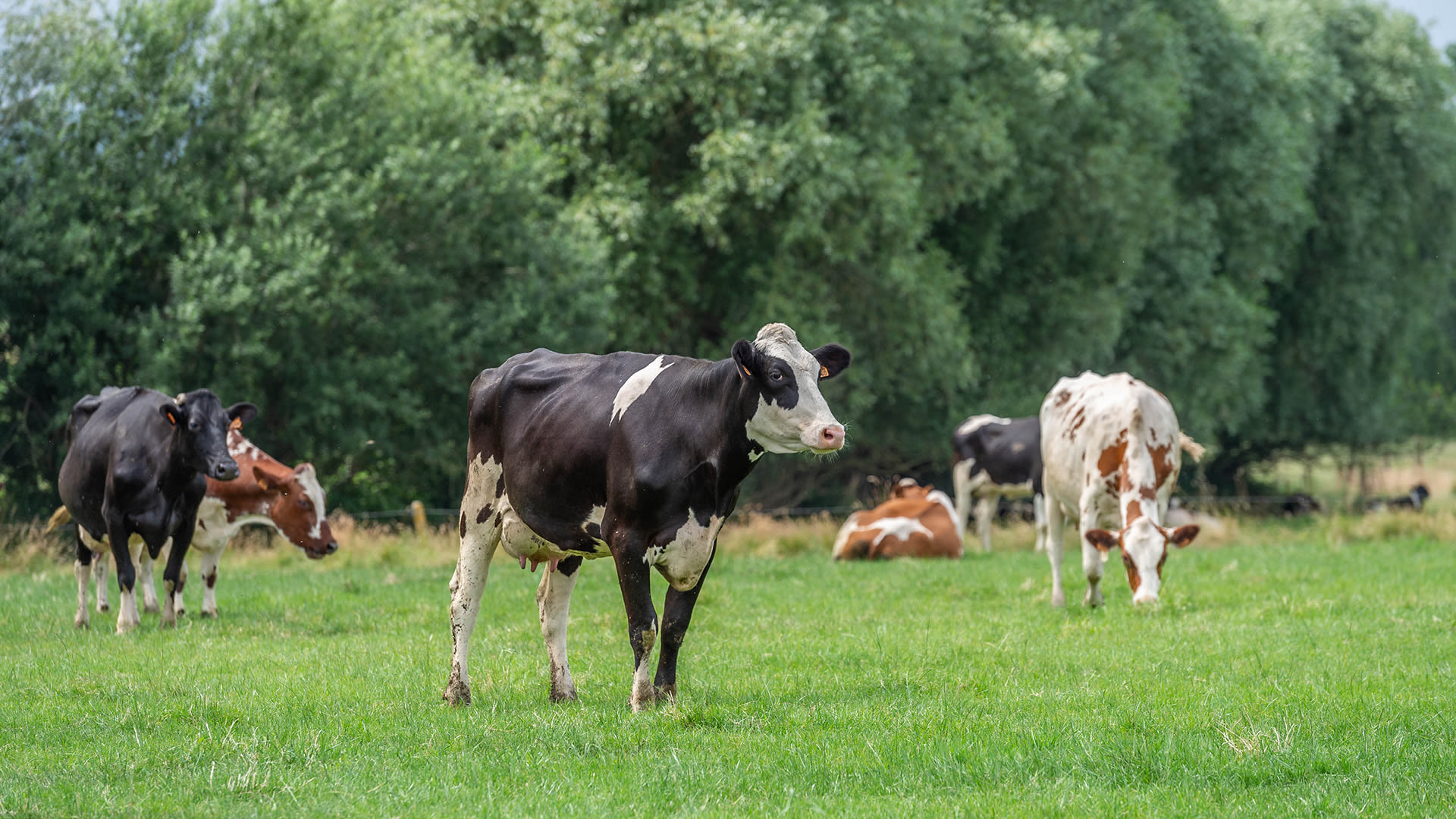 Vaches dans le pré