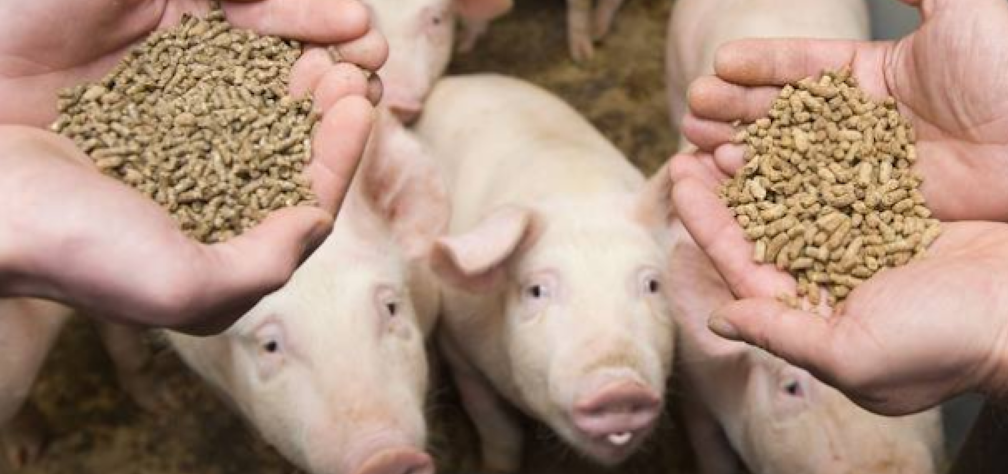 Crescendogamma 968x455px