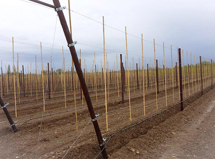 Ondersteuningsmaterialen houten palen en tonkinstokken