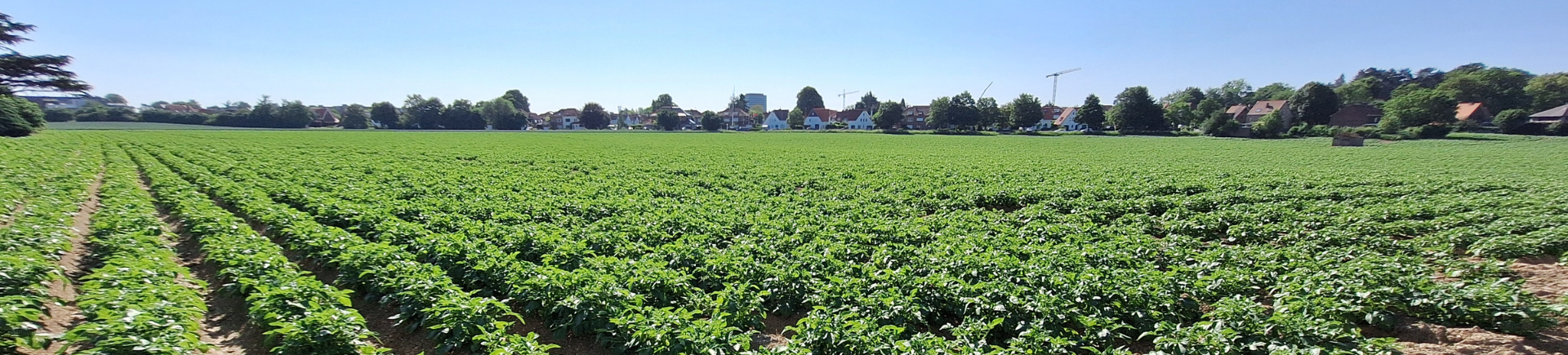 05.06.2026_Nieuwsbrief_AH_Plaagbestrijding in aardappel 