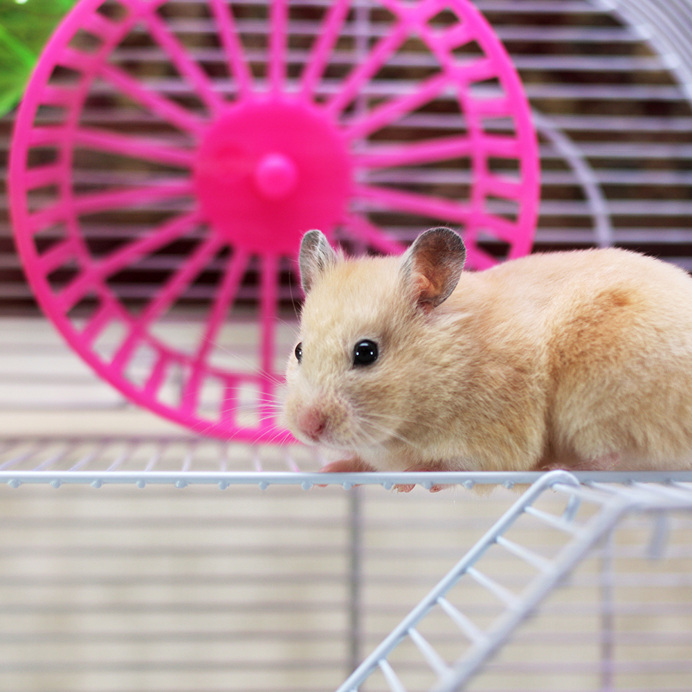 Comment aménager le logement idéal d'un hamster ?