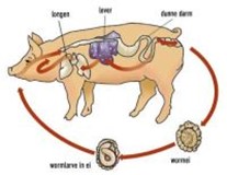 Doelgericht ontwormen bij vleesvarkens