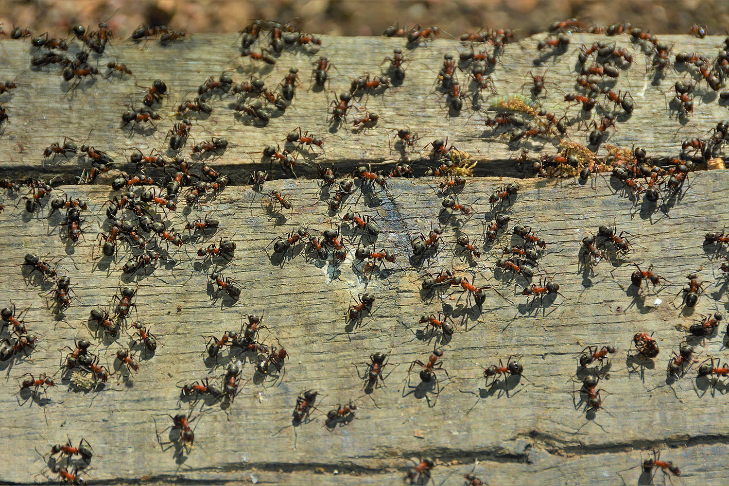 Image d’une procession de fourmis - Aveve