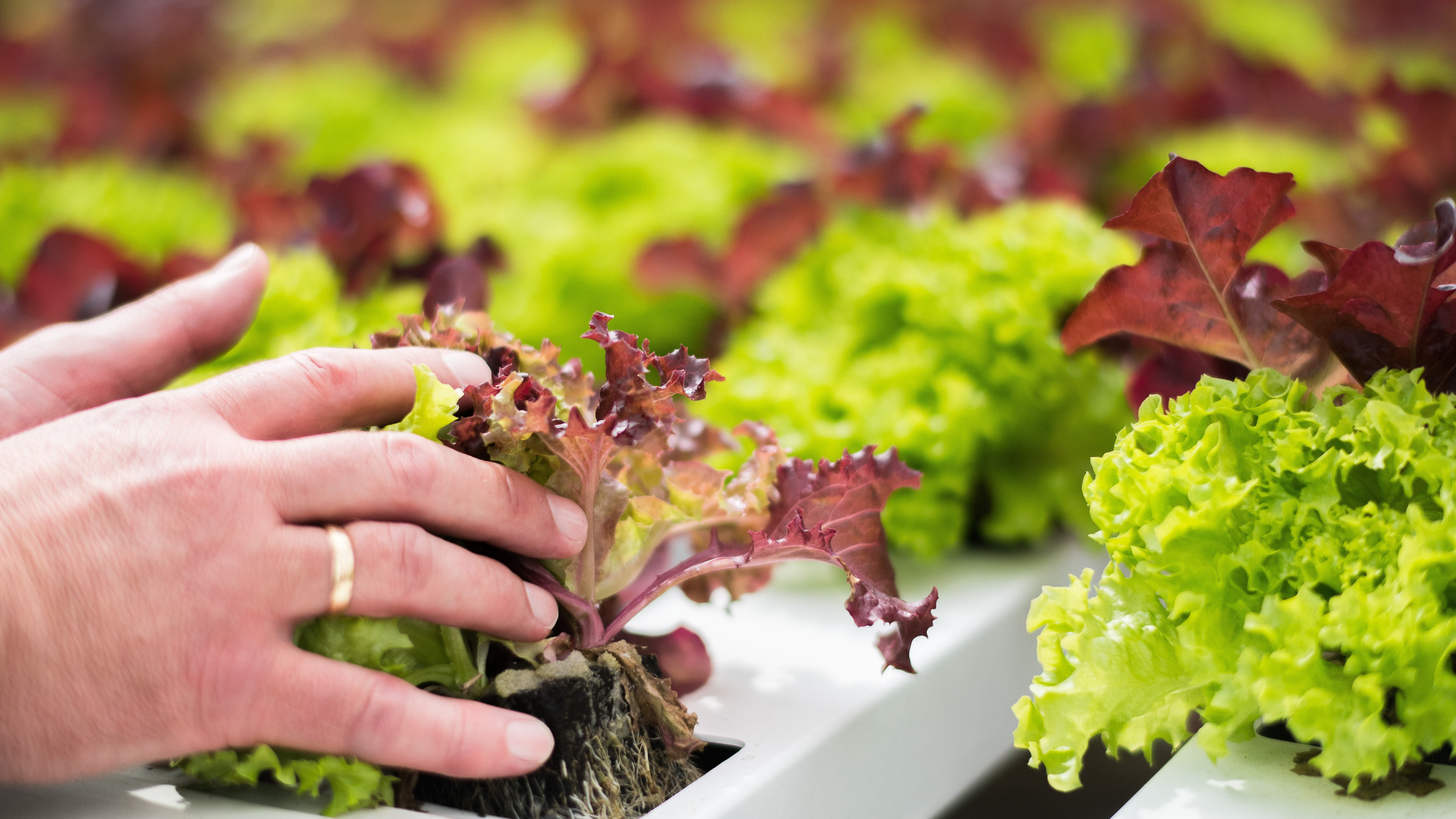 Hollandia Californie