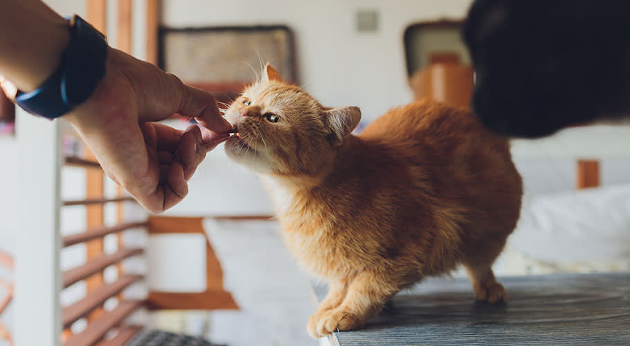 Donner des friandises à son chat