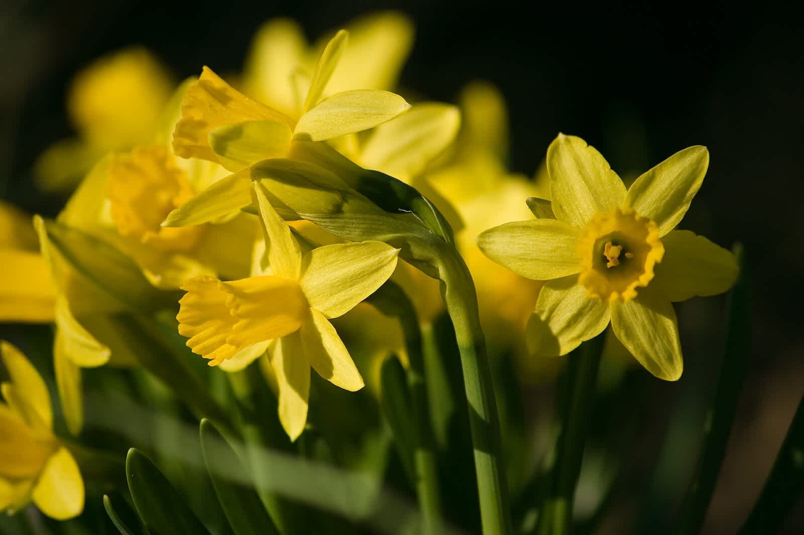 header image: Narcissus Tête-à-Tête