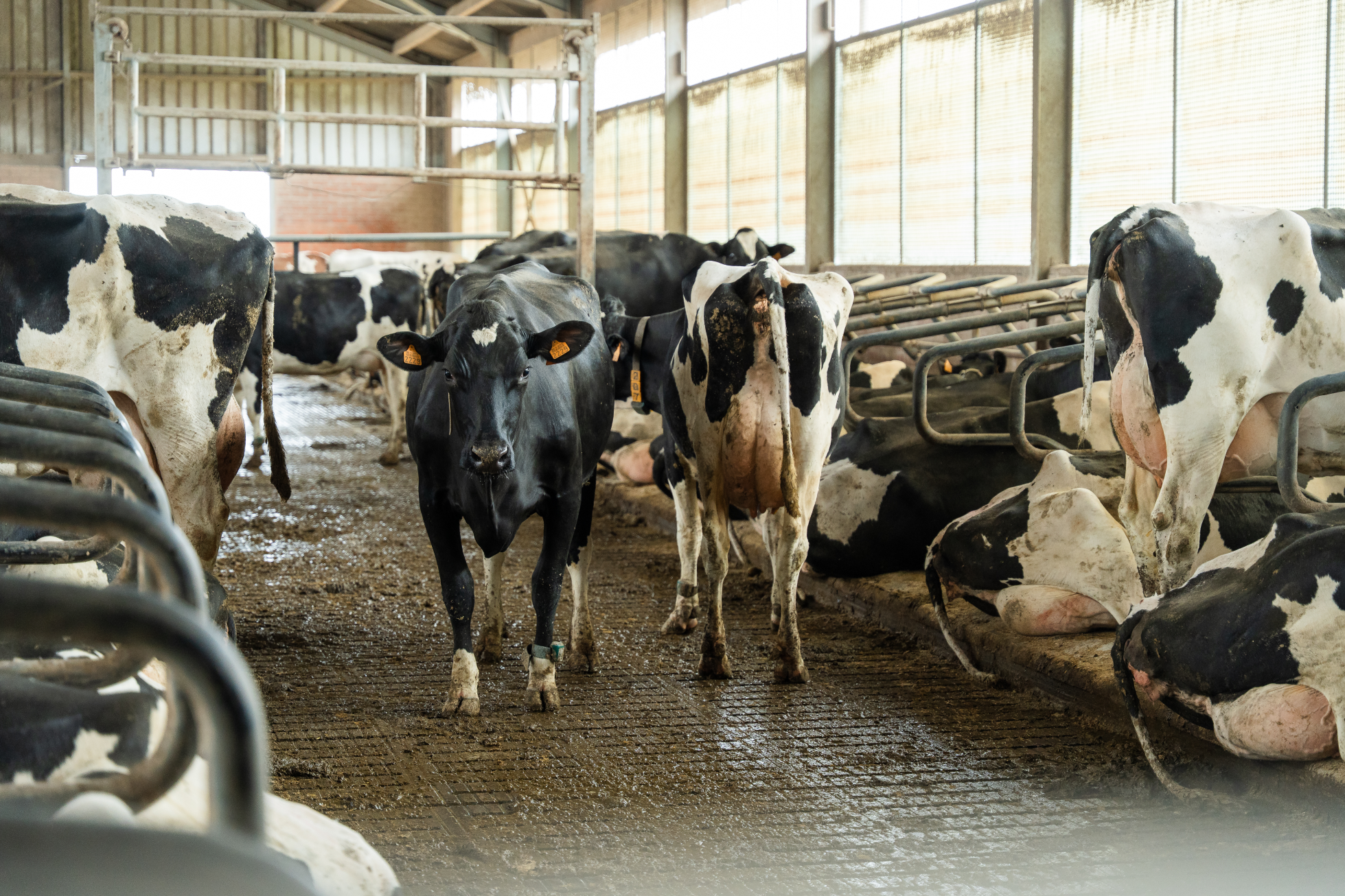 Voorkom schuim en korsten in uw mest – bespaar tijd en kosten!