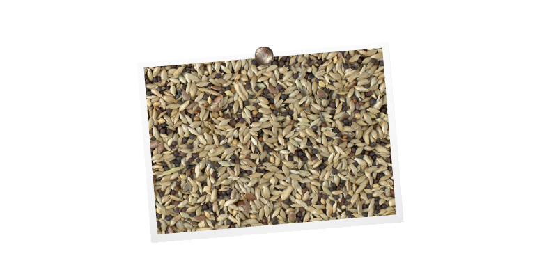 foto mengeling King Kanarie