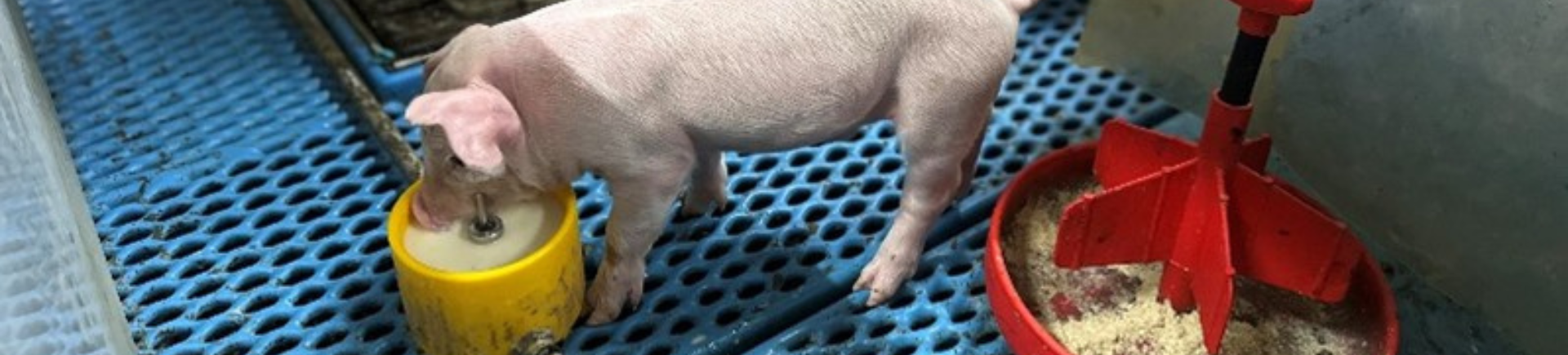2.07.2026_Nieuwsbrief_AN_Nukamel_varkens
