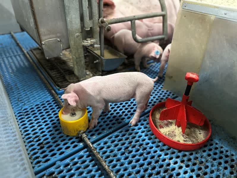2.07.2026_Nieuwsbrief_AN_Nukamel_varkens