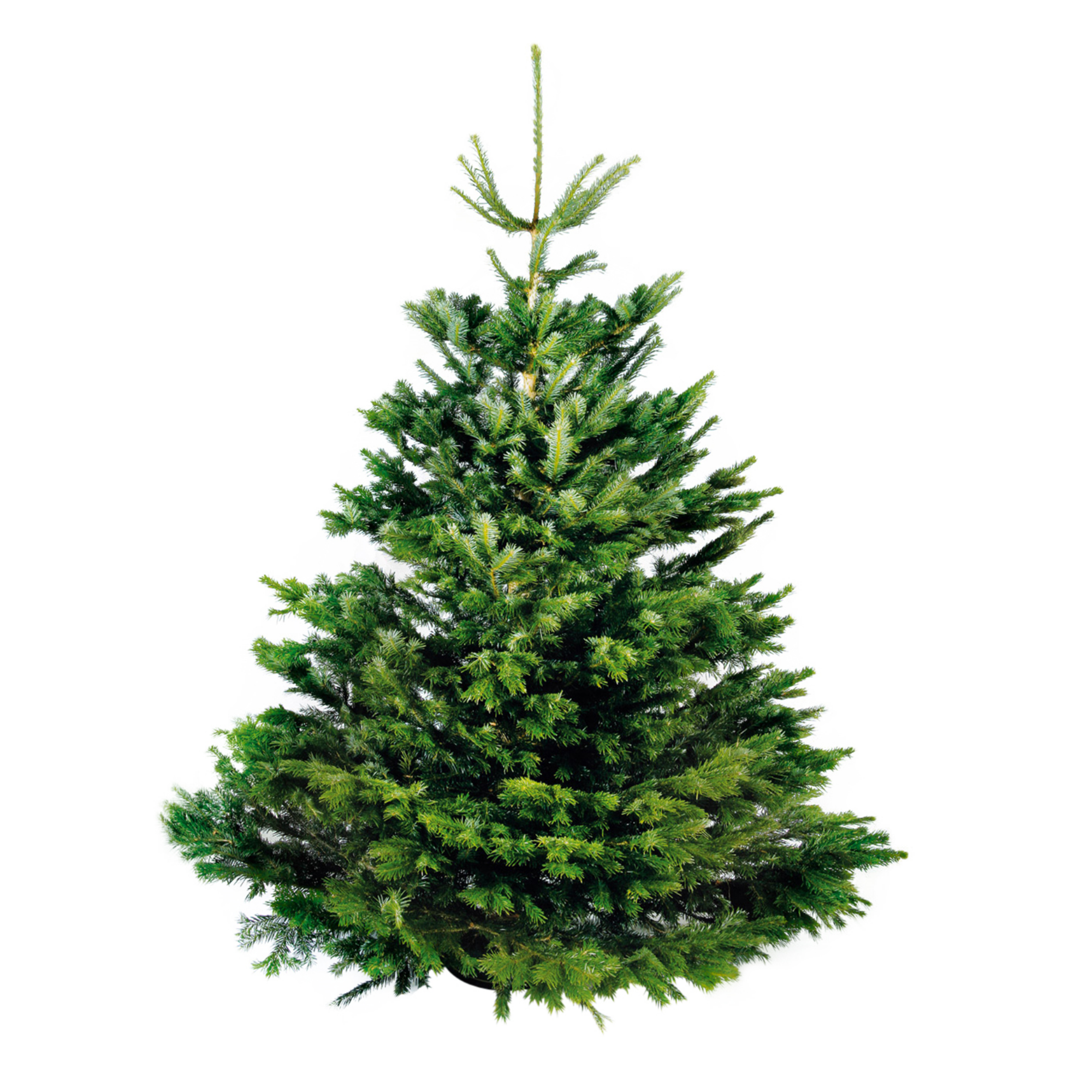 Een echte kerstboom in huis halen: alles wat je wil weten over de verschillende soorten kerstbomen, de verzorging &