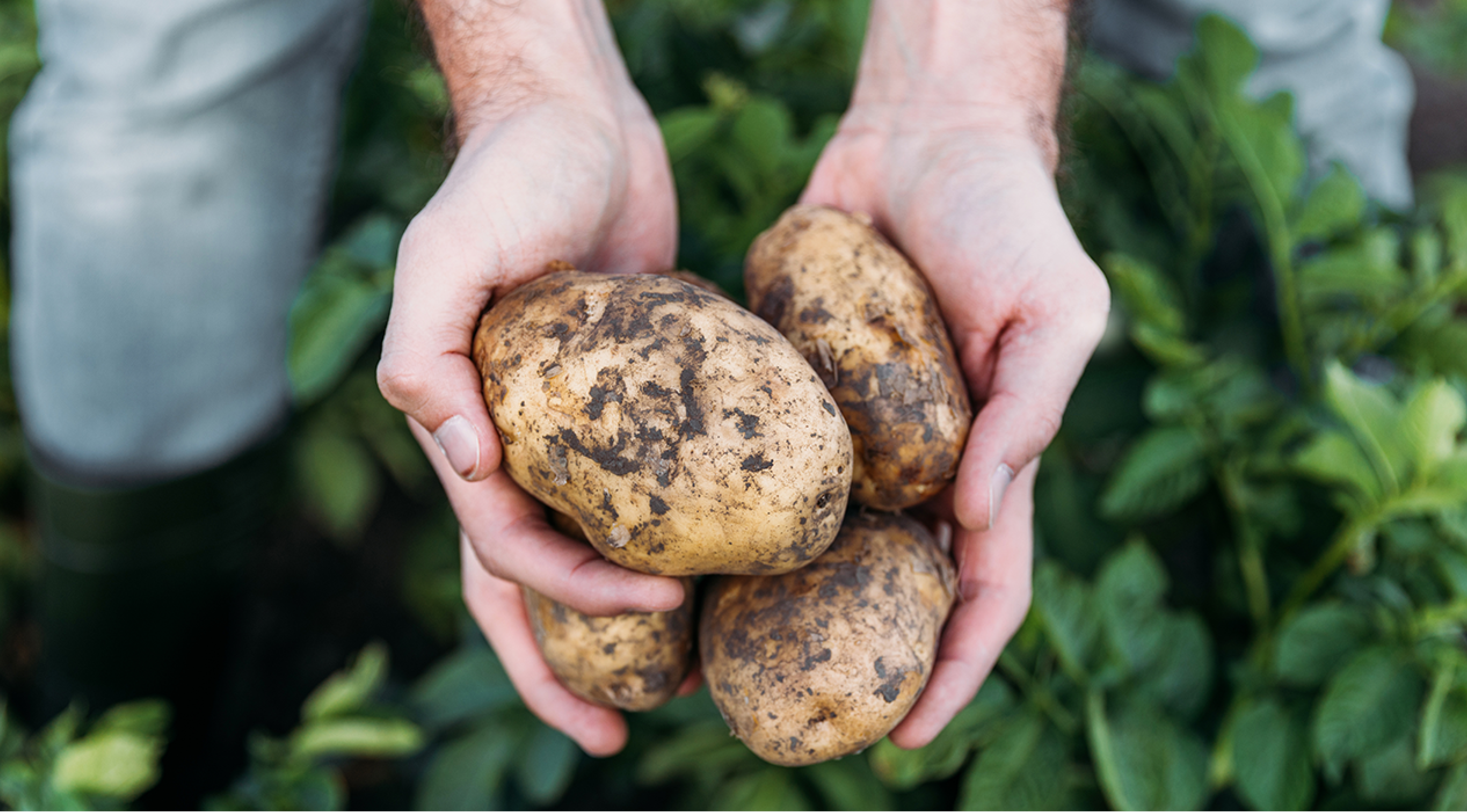 L'expert en pommes de terre