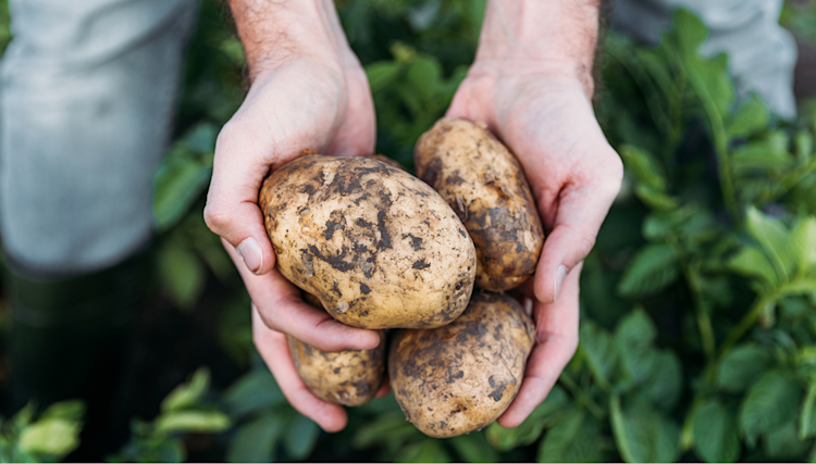 L'expert en pommes de terre