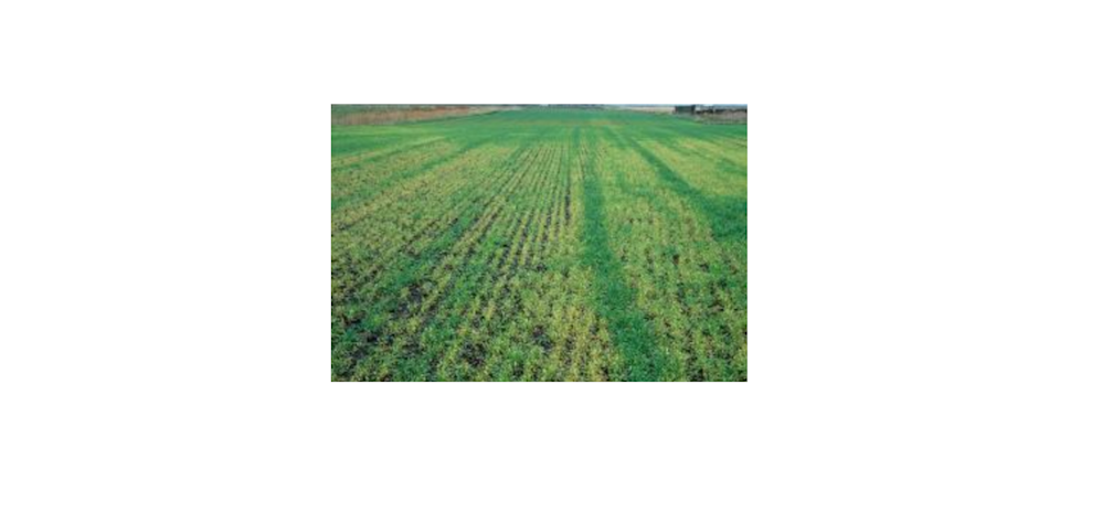 Mangaan tekort bij granen 968x455px