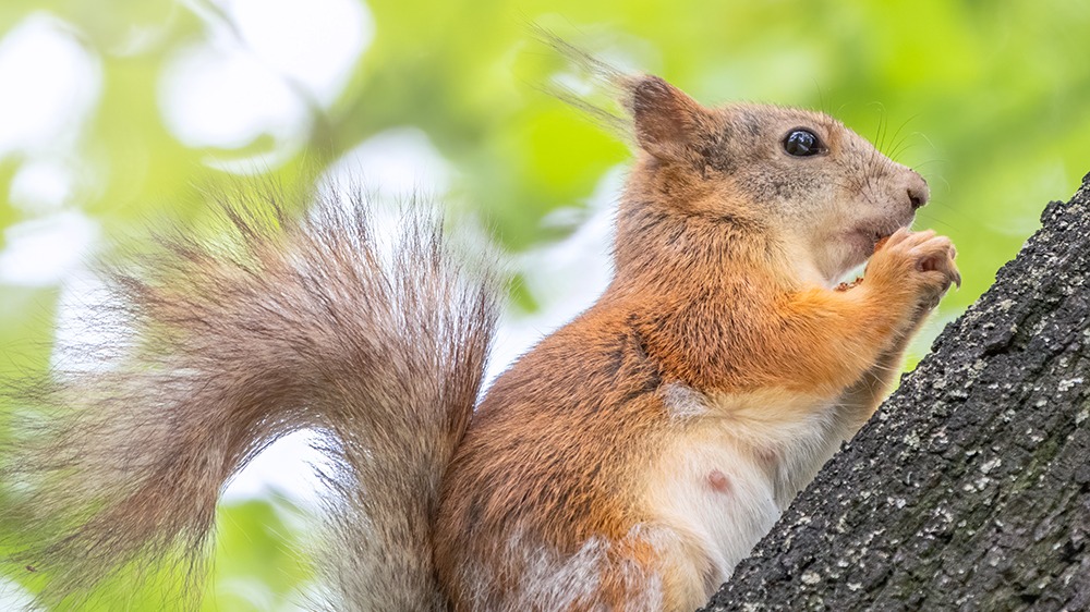 Des écureuils dans votre jardin