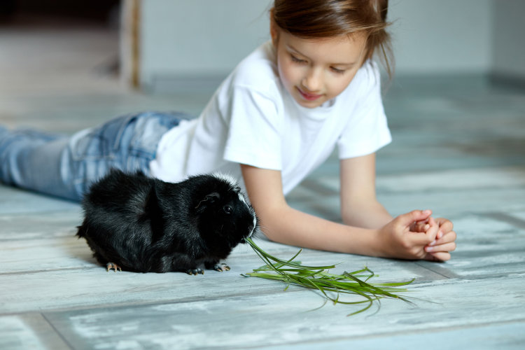 little girl holding and feeding black guinea pig