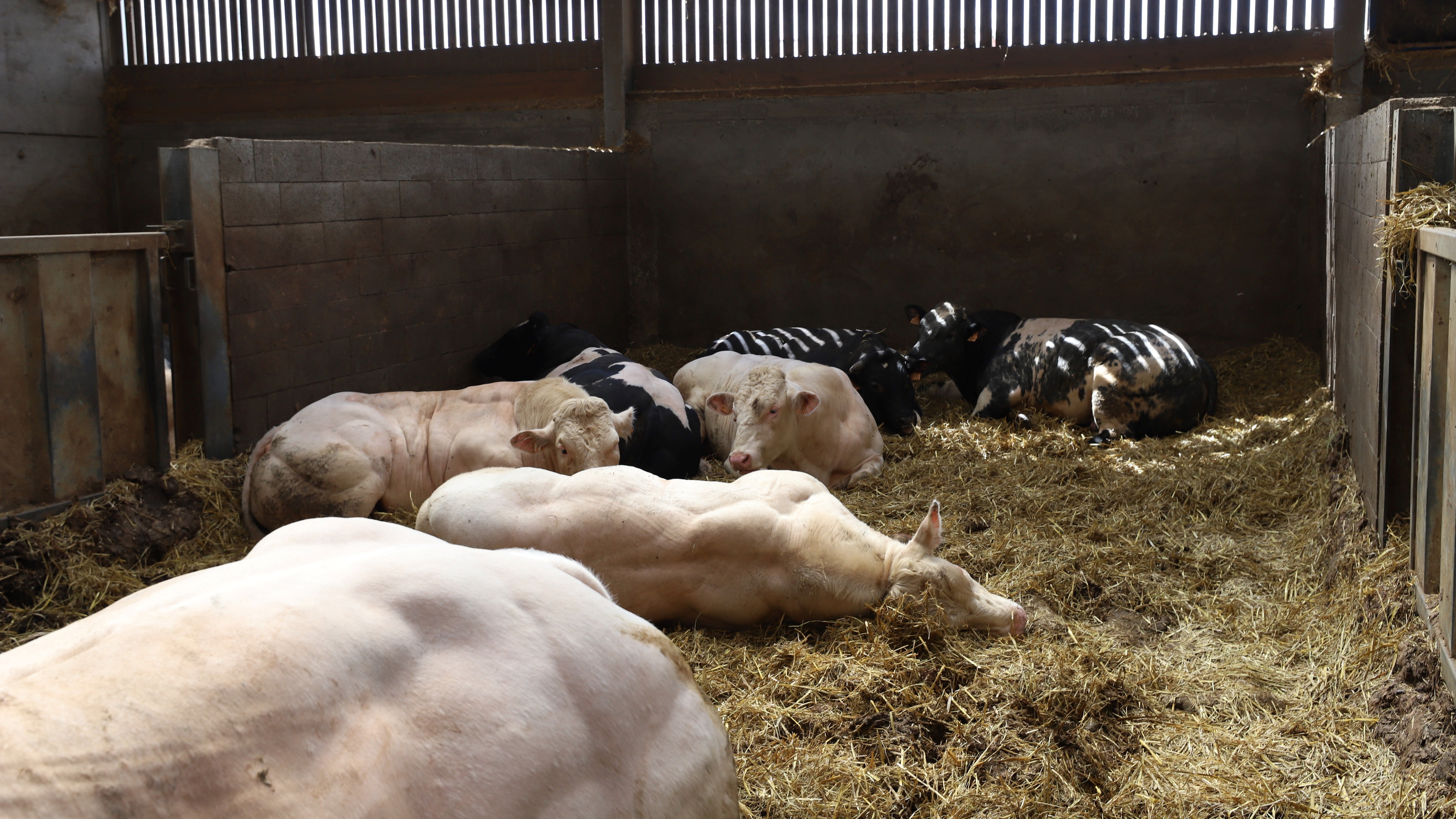 VV_Hittestress_Intro