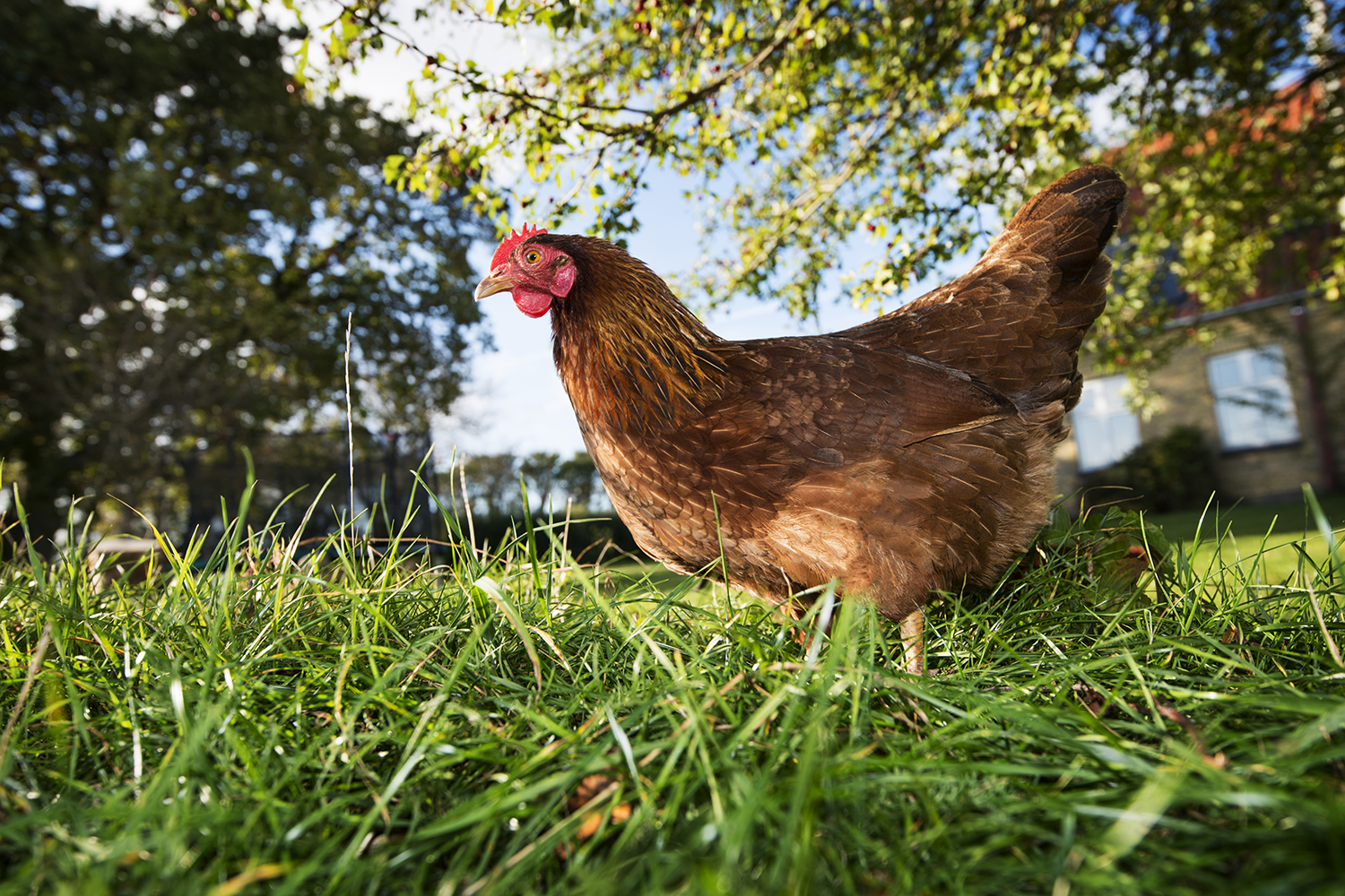 Ontsnapte kip - Aveve