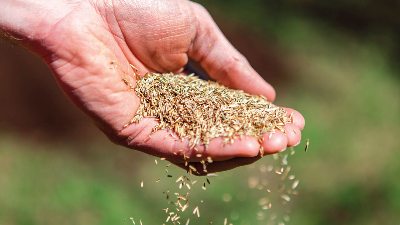 Categorie graszaden image