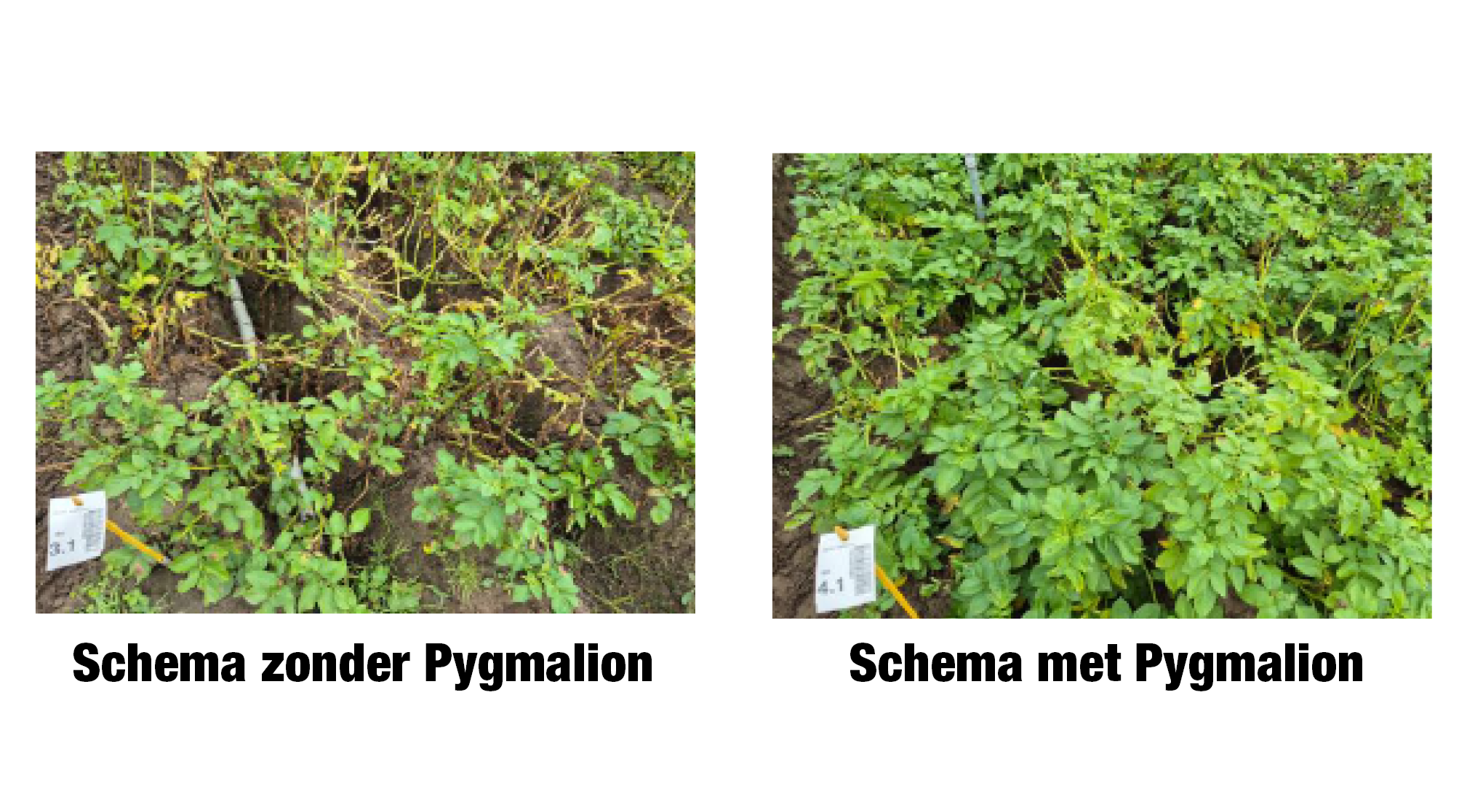 Sanac Pygmalion - Product in de kijker 968x536px