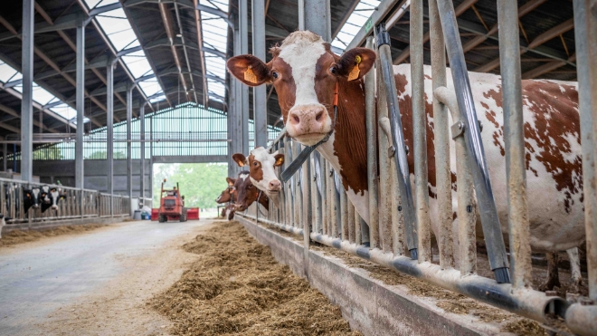 vache laitière à l'étable