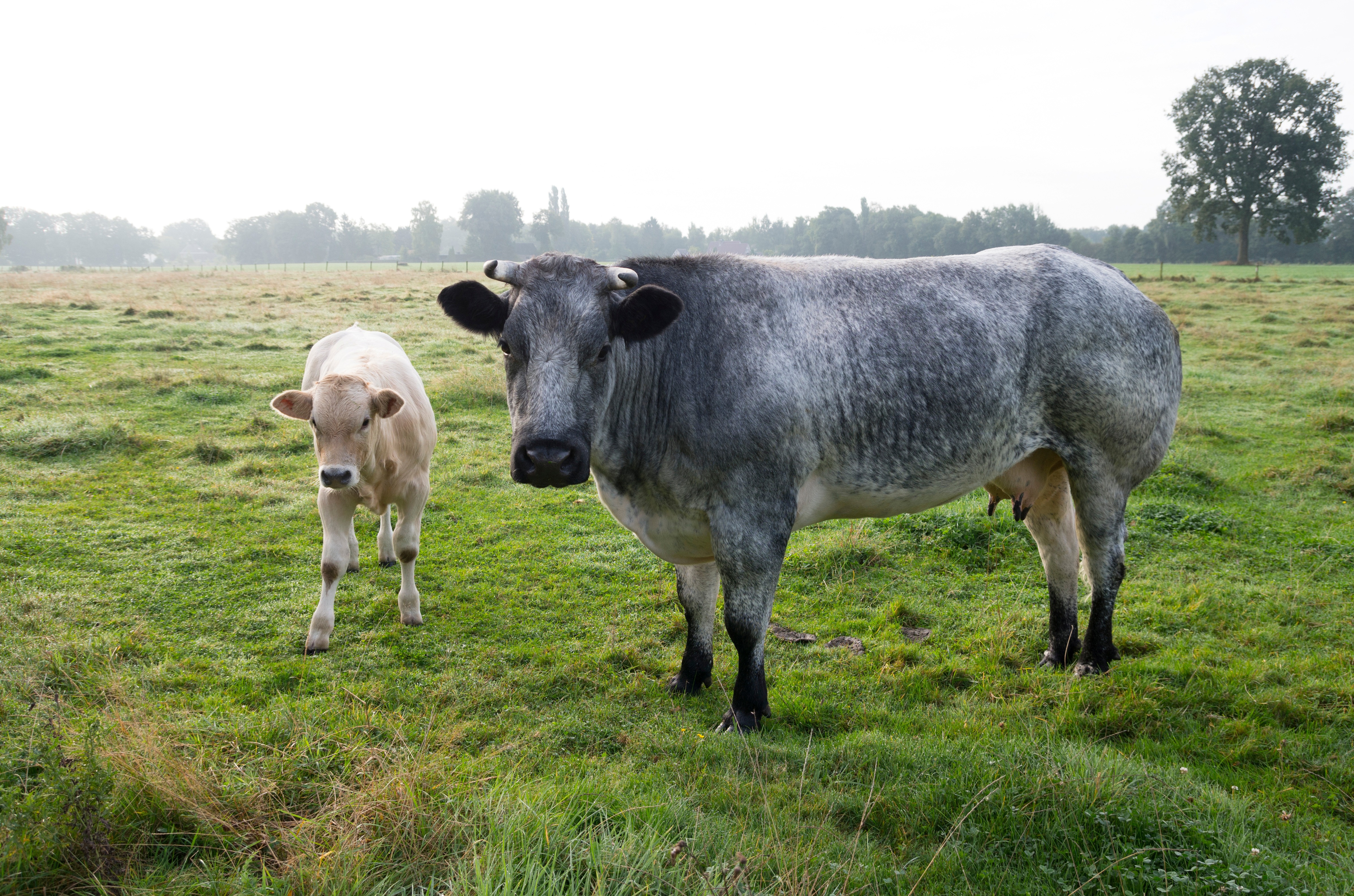 15.10.2025_Nieuwsbrief_AN_spenen zoogkalveren
