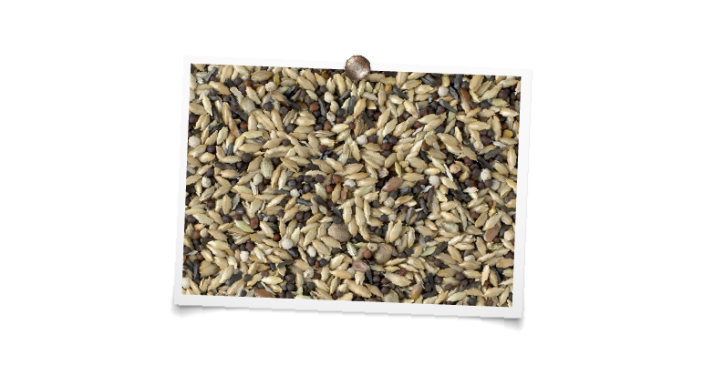 foto mengeling King Kanarie kweek "luxe"