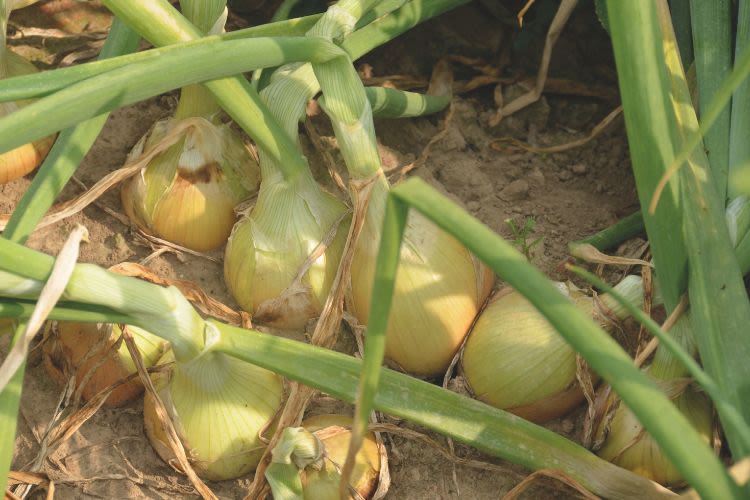 Oignons dans la terre