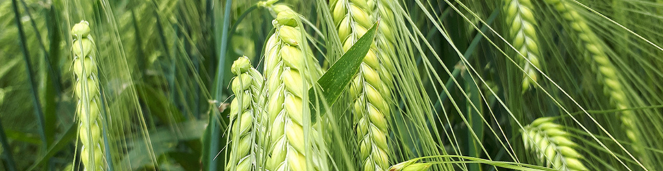 Carroussel image & text