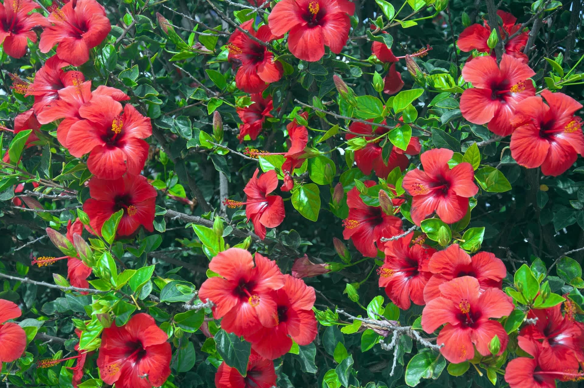header image hibiscus
