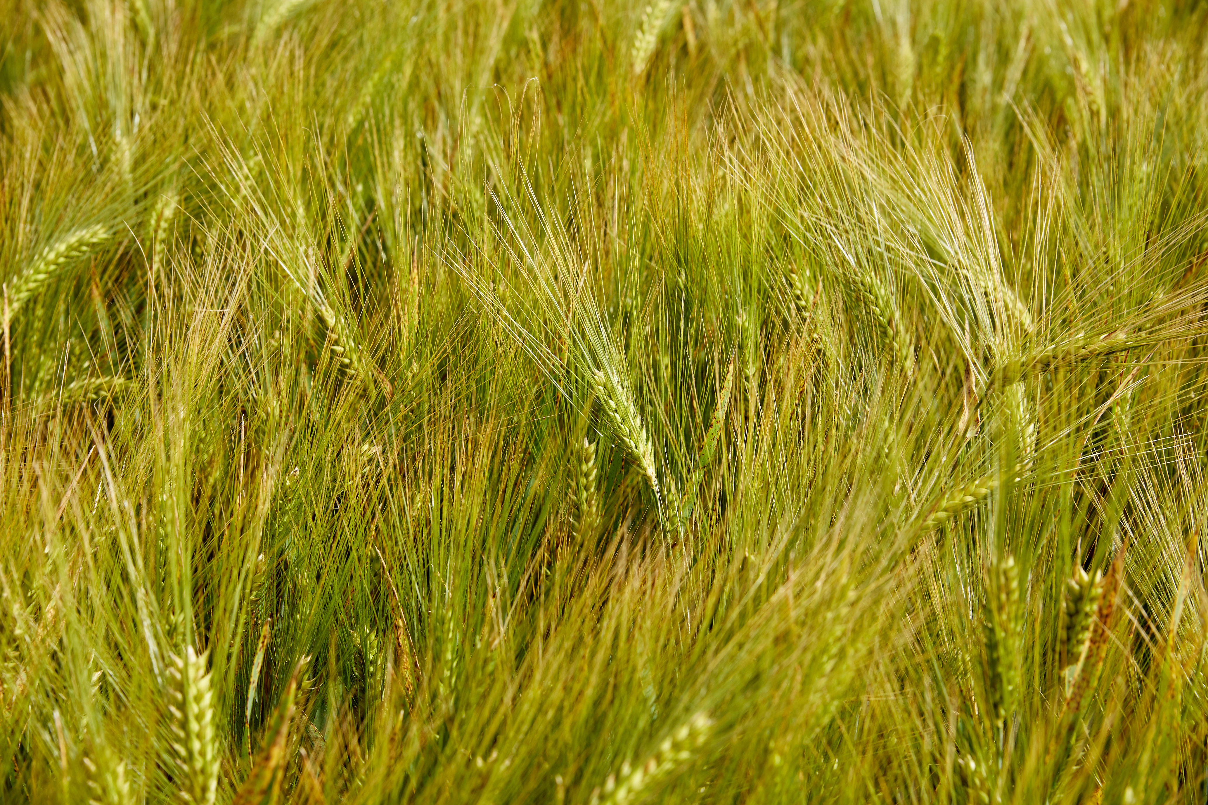 céréales arables photos semences