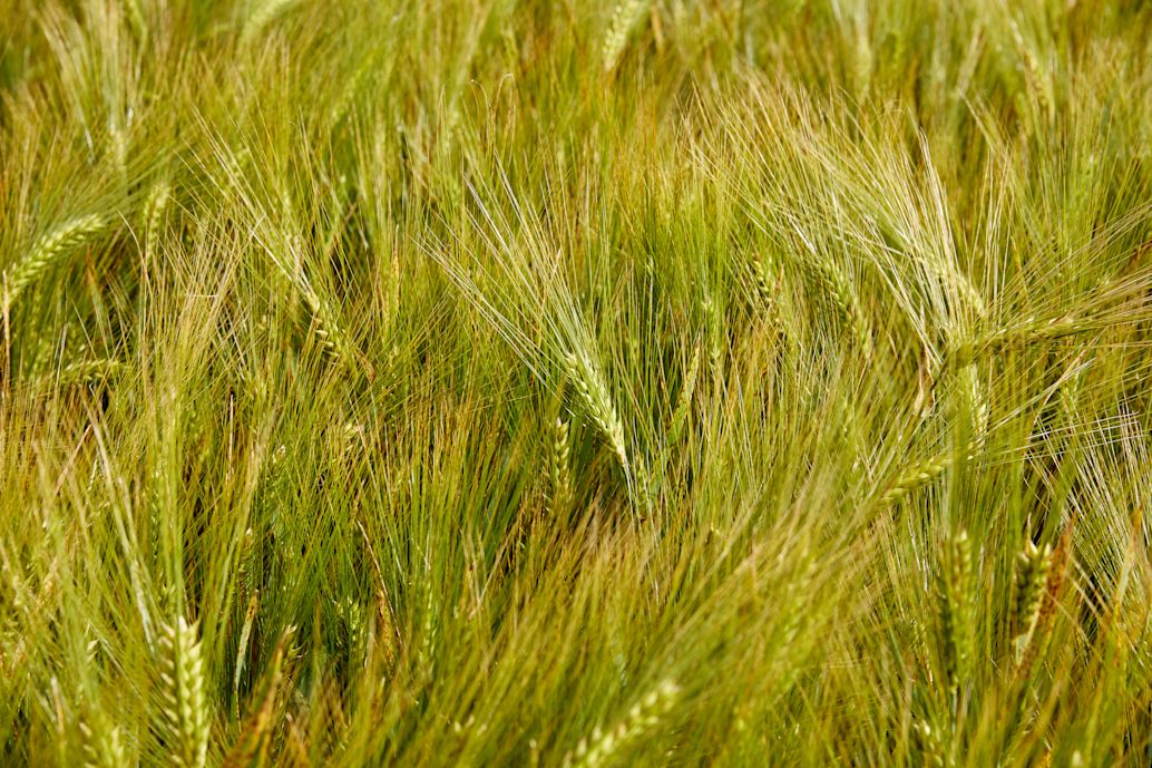 céréales arables photos semences