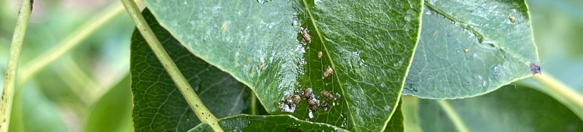 Hermoo_Orocide Plus: breed inzetbaar alternatief in een veranderend middelenpakket