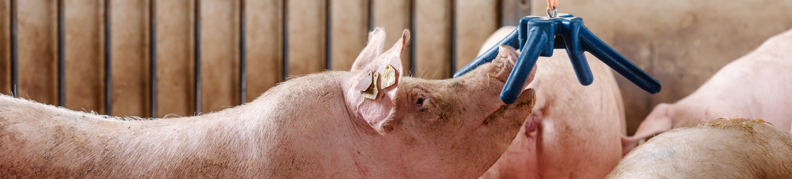 Geef je varkens de afleiding die ze nodig hebben 1920x435px
