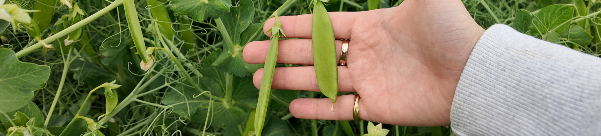 Improve texture, increase protein and reduce fat with Nuverta Pea Protein Concentrate banner