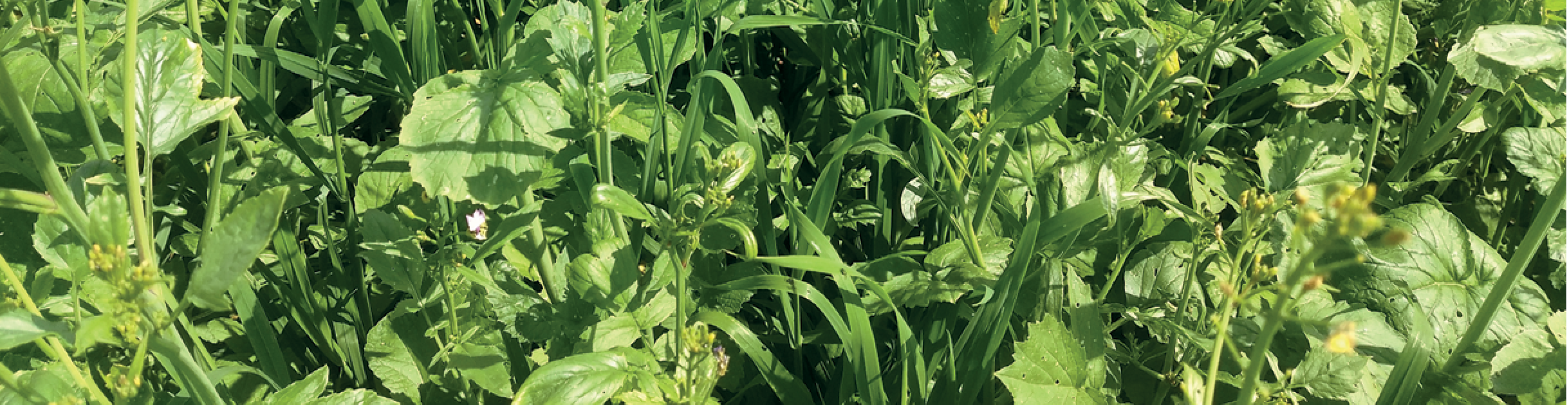 Mengsels voor aardappelen
