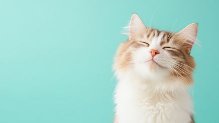 Hypoallergene voeding