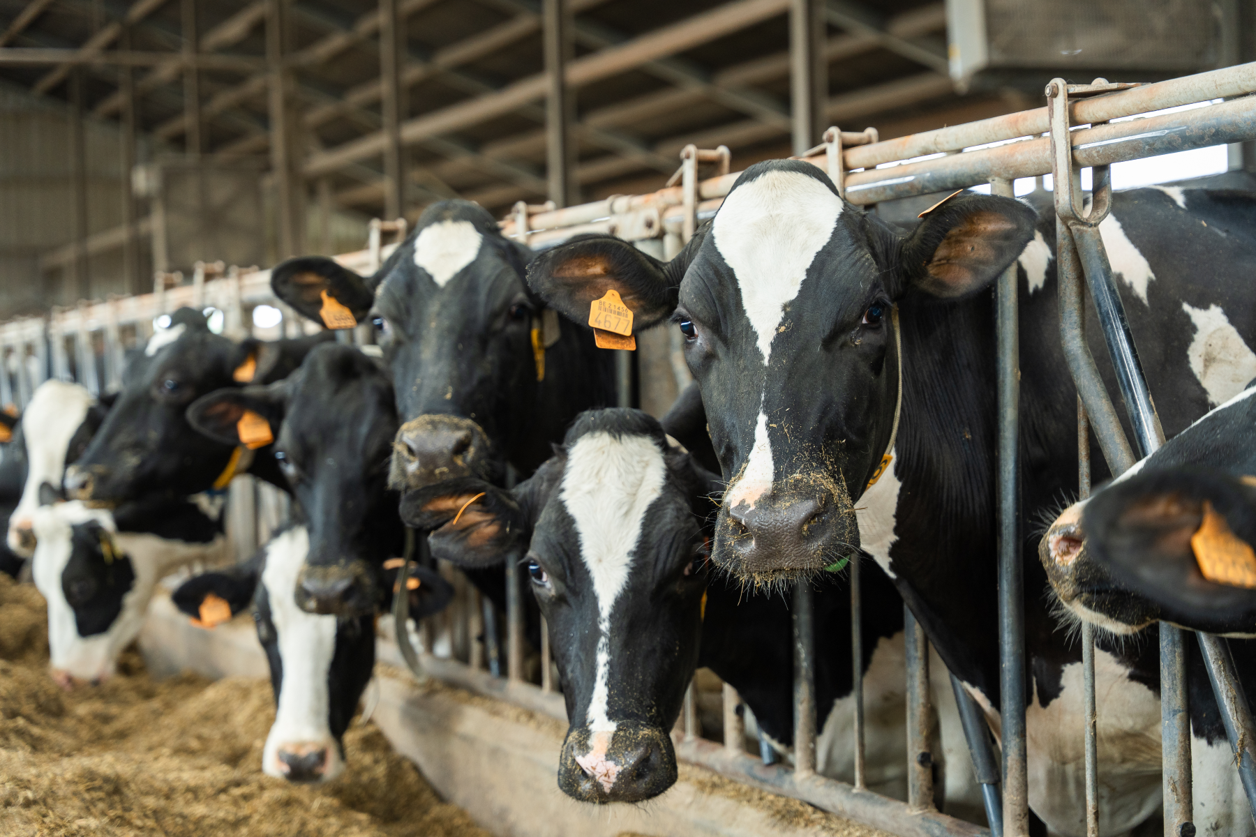 Ontdek link2milk voor advies op maat! 