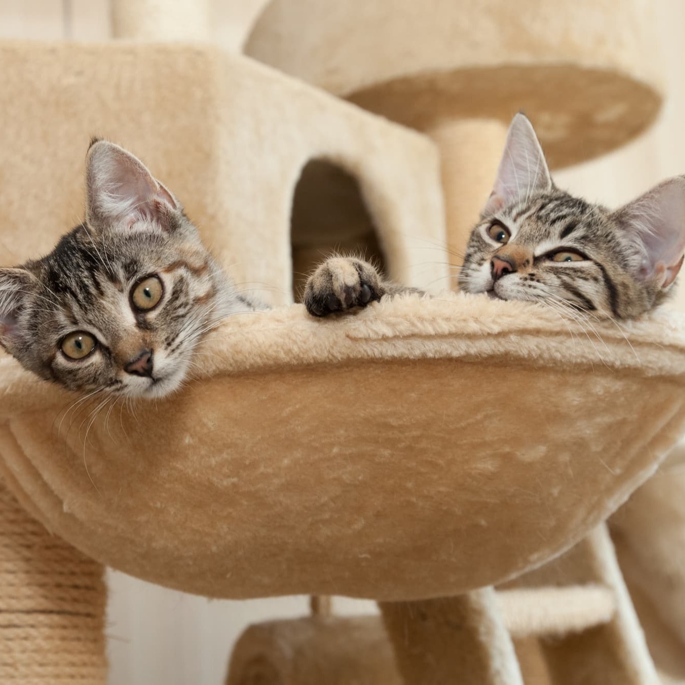 Kittens slapen samen in kattenbedje - Aveve