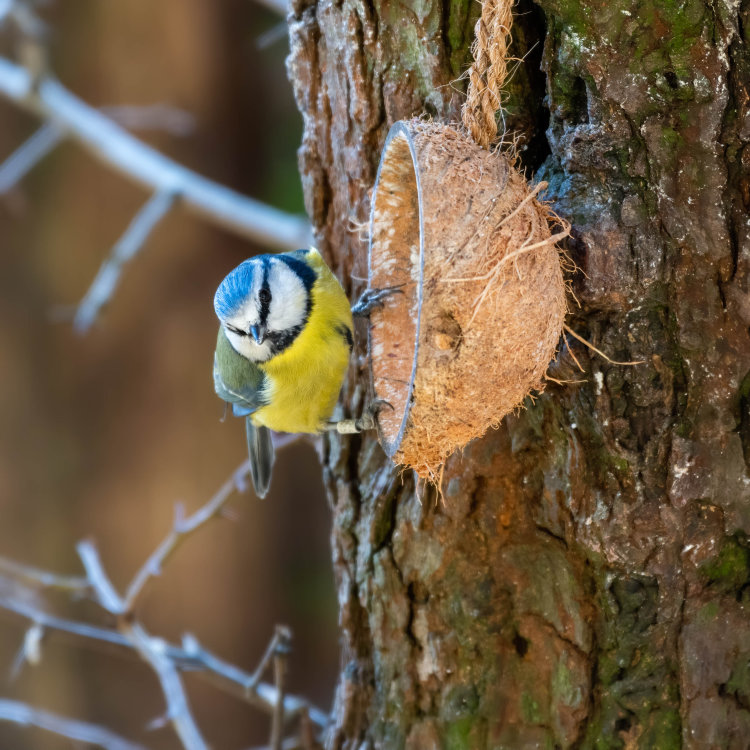 Vogels winter