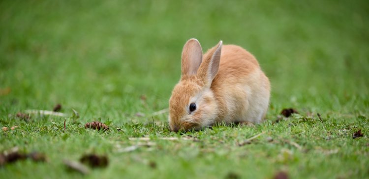 konijnen - knaagdieren - dierenvoeding - voeding voor konijnen en knaagdieren 