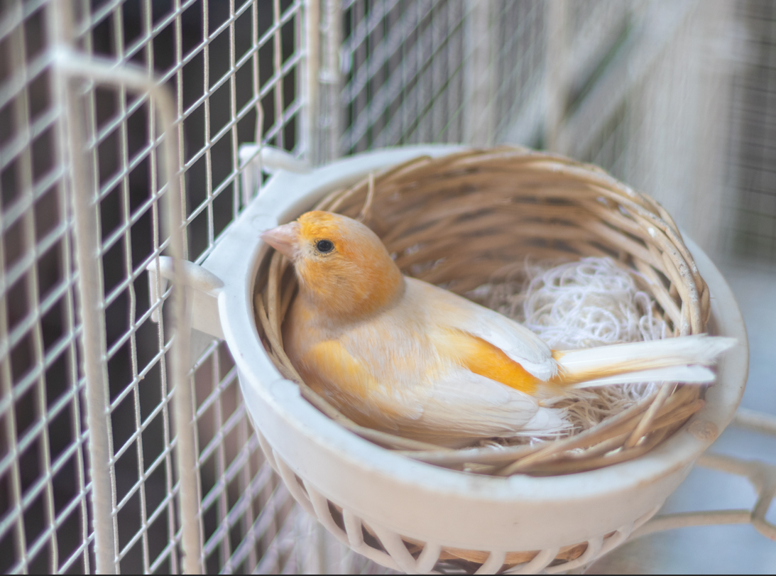 Conseils d'utilisation tout au long de la saison