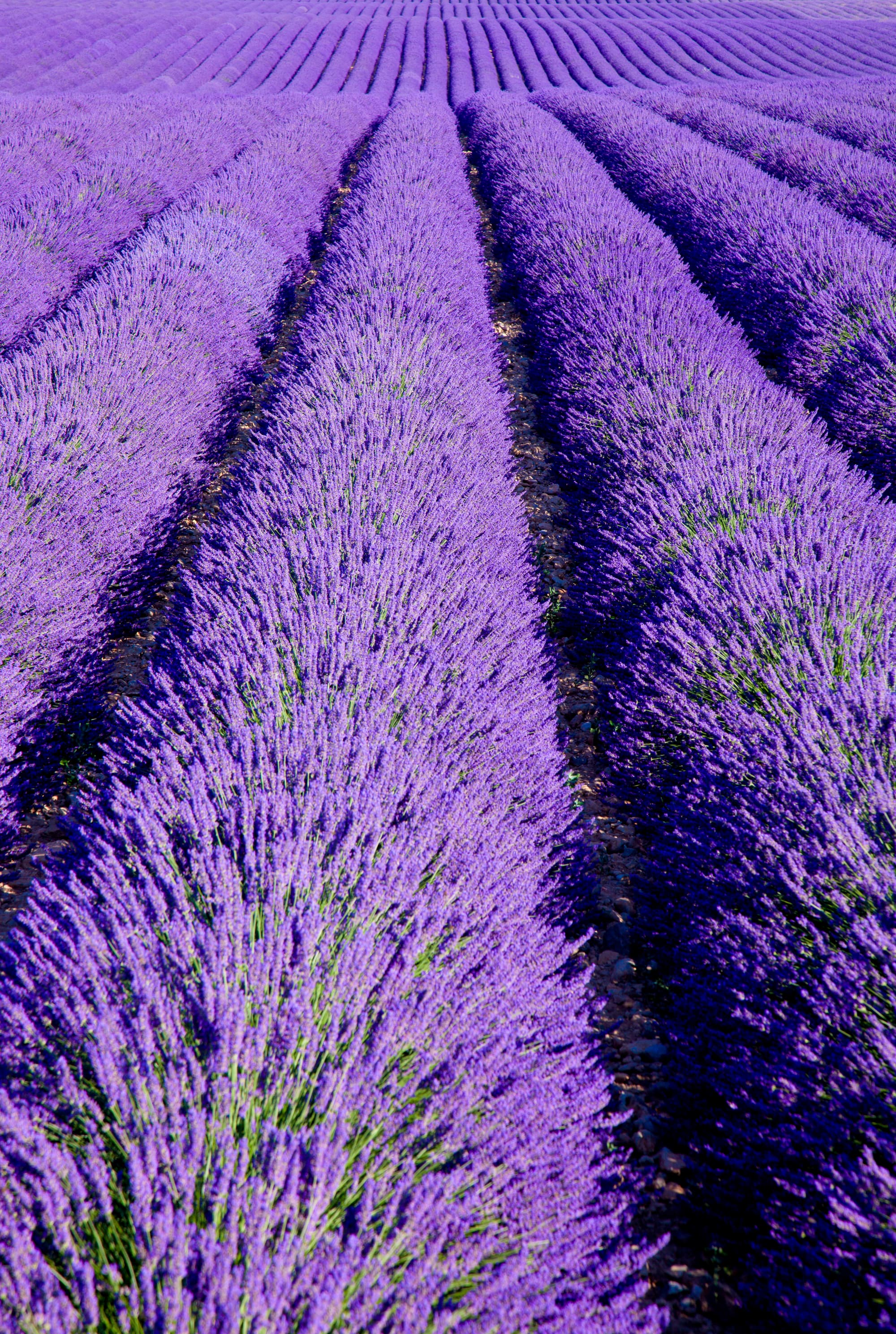 Lavendel in grote rijen – Aveve