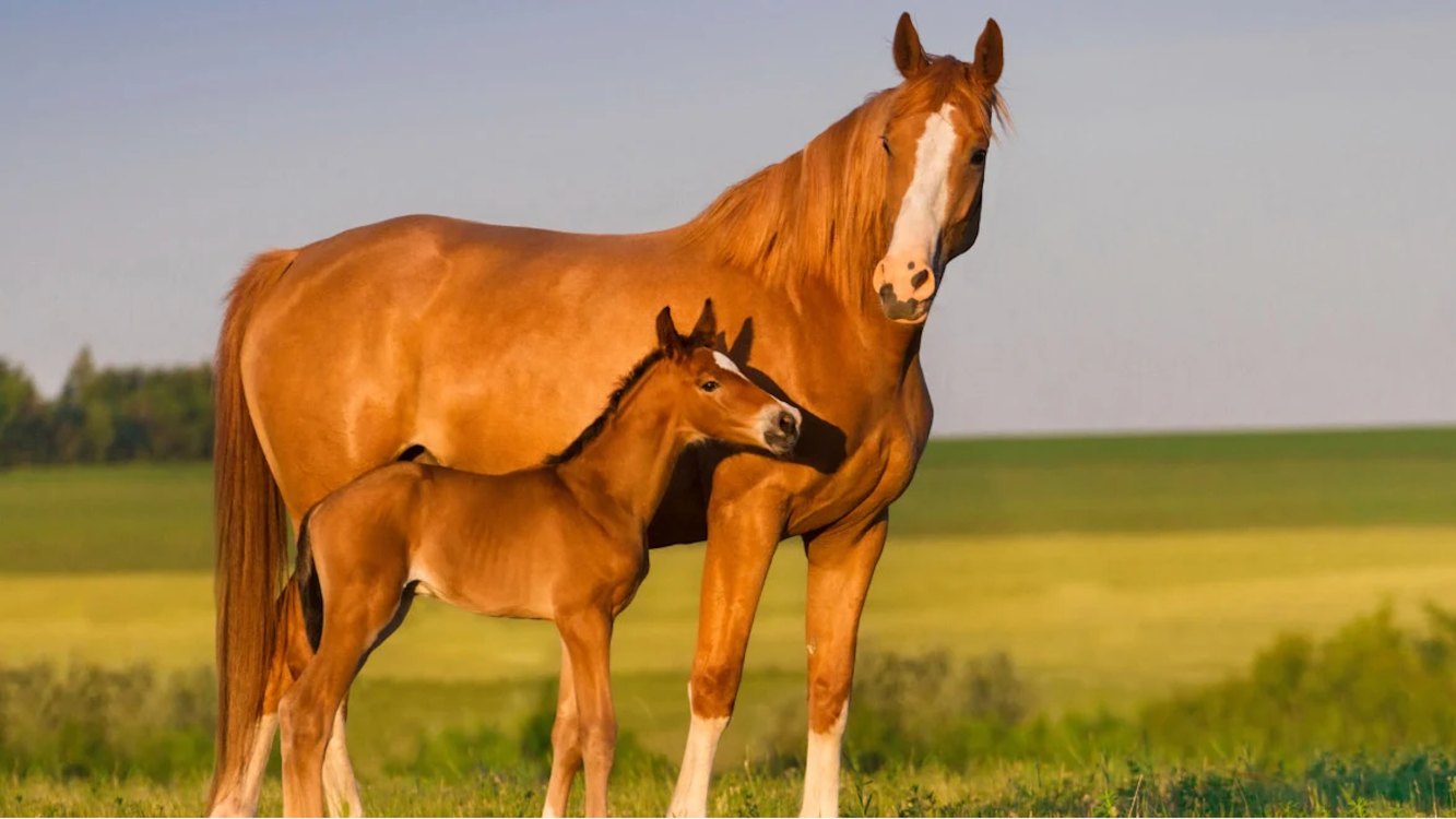 Paard banner 4 1280x720px