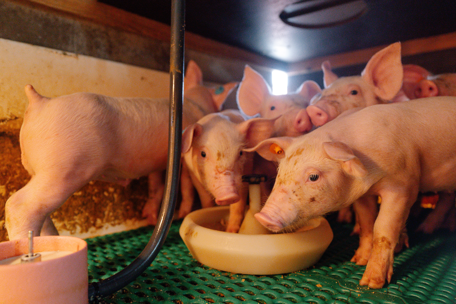 Reduce your manure costs by smartly managing the dry matter content of your liquid feed