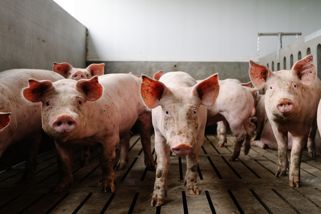 Reduce your manure costs by smartly managing the dry matter content of your liquid feed