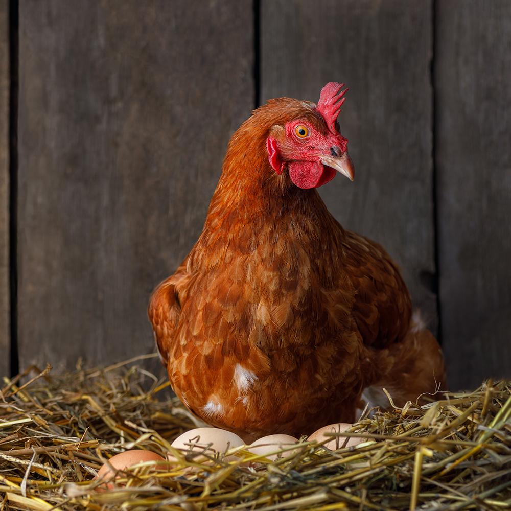 Alles Over Eieren: Bewaren, Eten, Versieren & Meer - Aveve