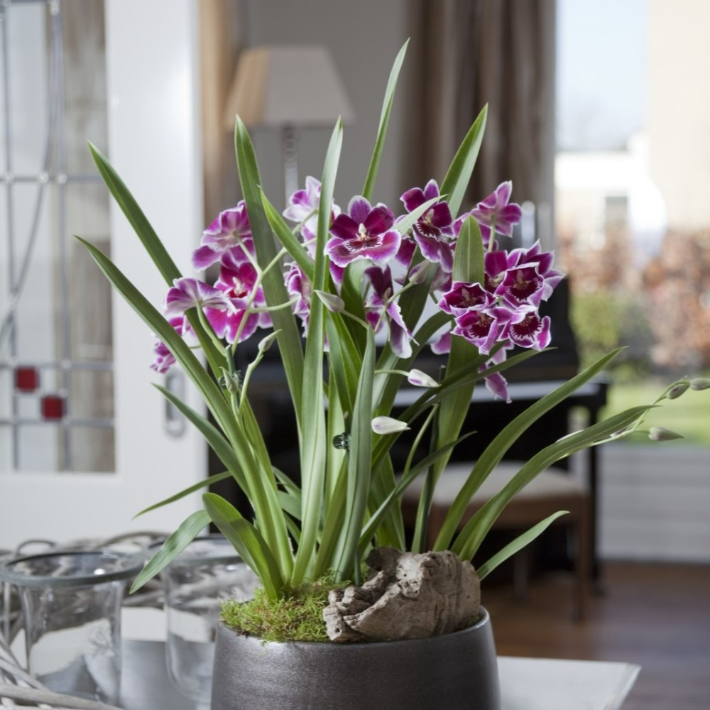 Pourquoi les orchidées sont dans des pots transparents ?