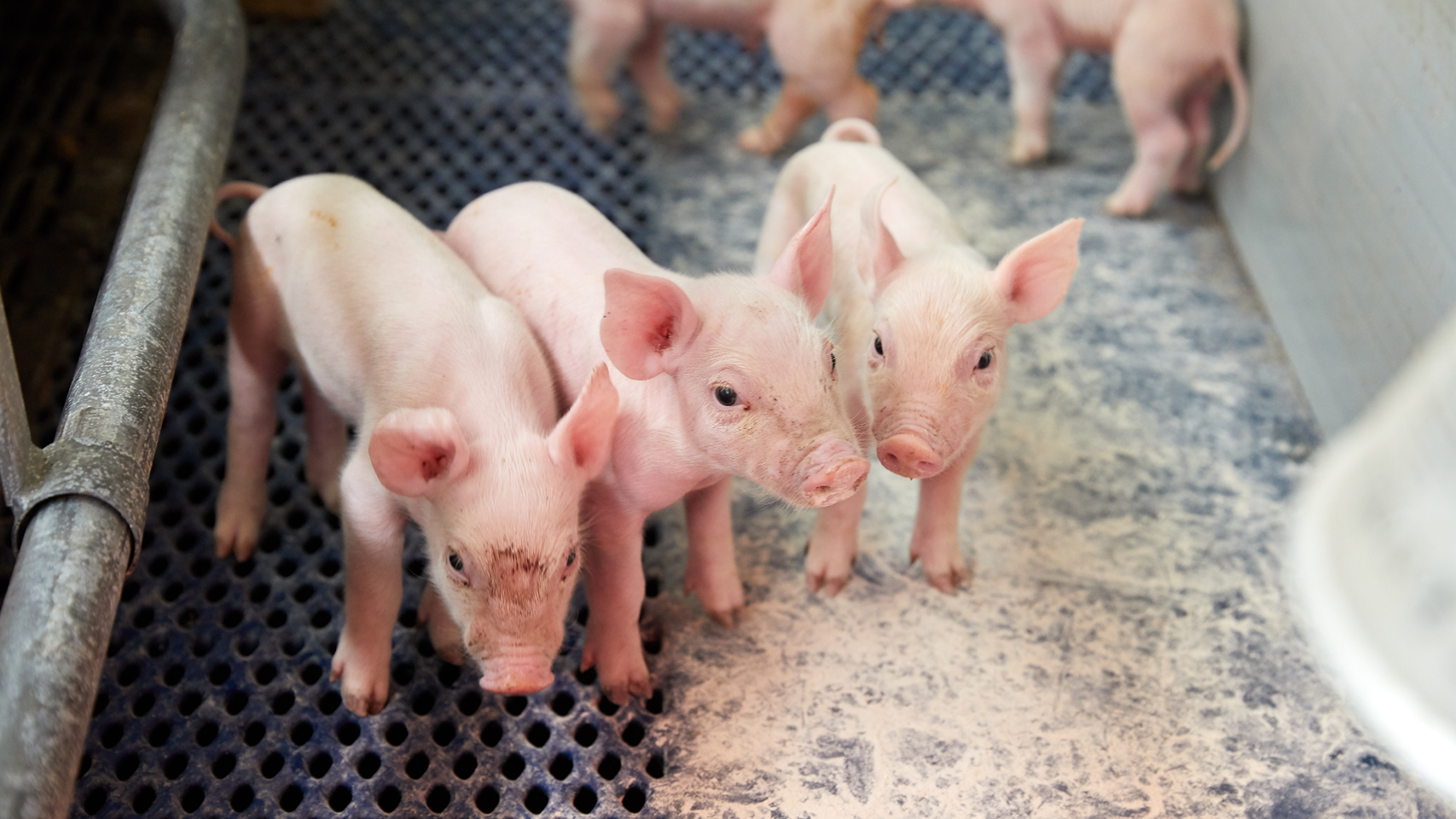 Biggen banner 2 1280x720px